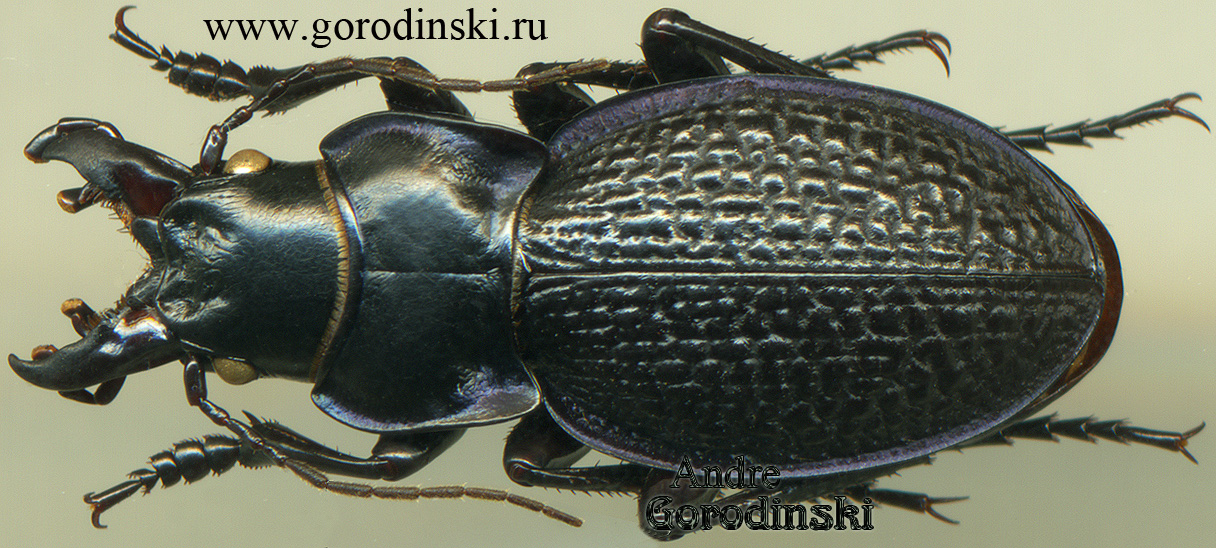 carabus/cratocephalus balassogloi.jpg